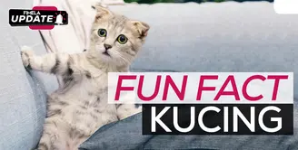 Fimela Update: Fun Fact Kucing