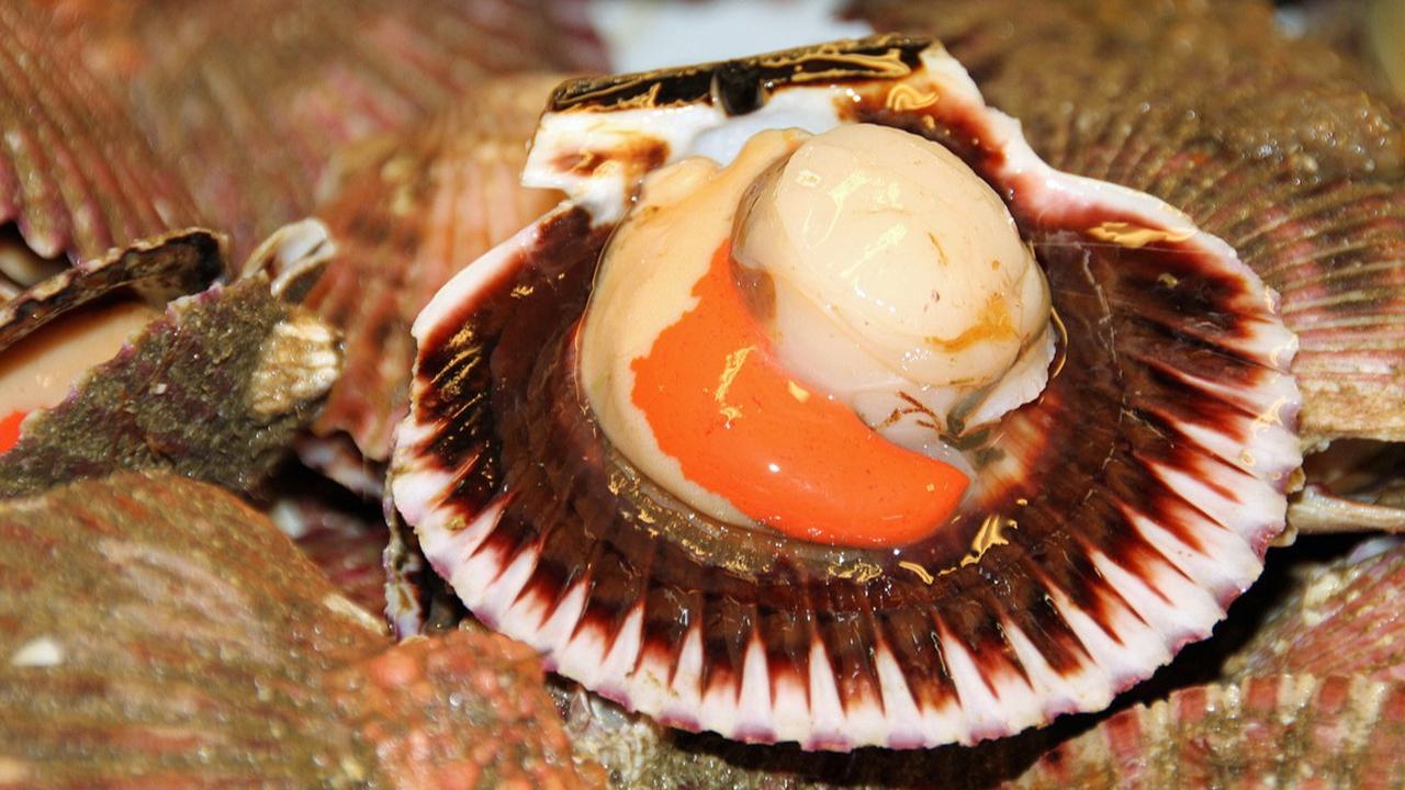 9 Manfaat Kerang Simping untuk Kesehatan, Turunkan Risiko Stroke