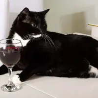 Sekarang wine untuk kucing tanpa alkohol (foto : huffingtonpost.com)