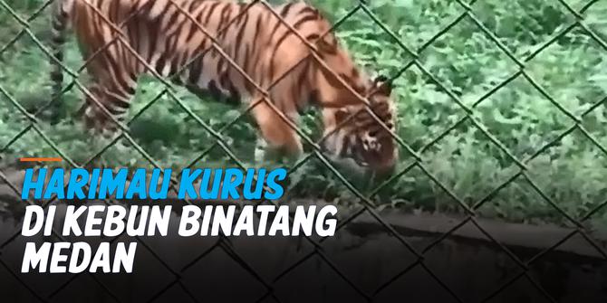 VIDEO: Harimau Kurus Hingga Makan Rumput di Kebun Binatang Medan