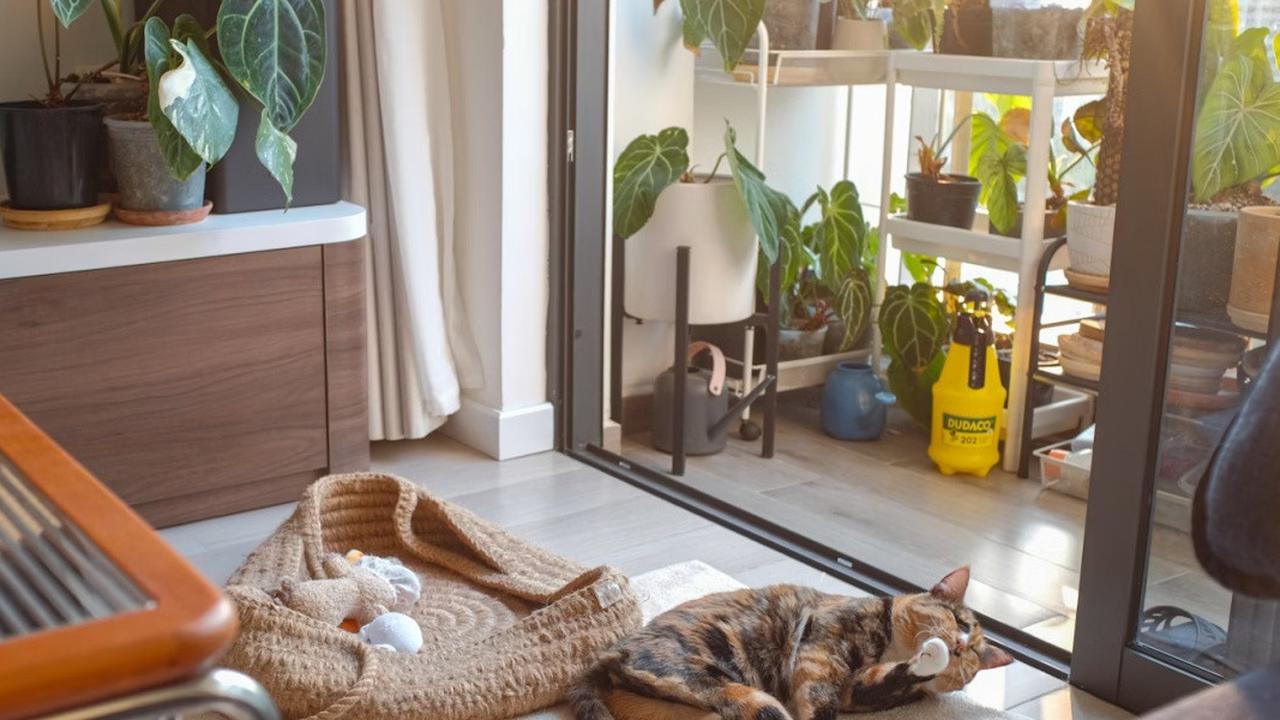 6 Model Rumah Ramah Hewan Peliharaan yang Tertata Rapi dan Nyaman, Bisa Jadi Sumber Inspirasi