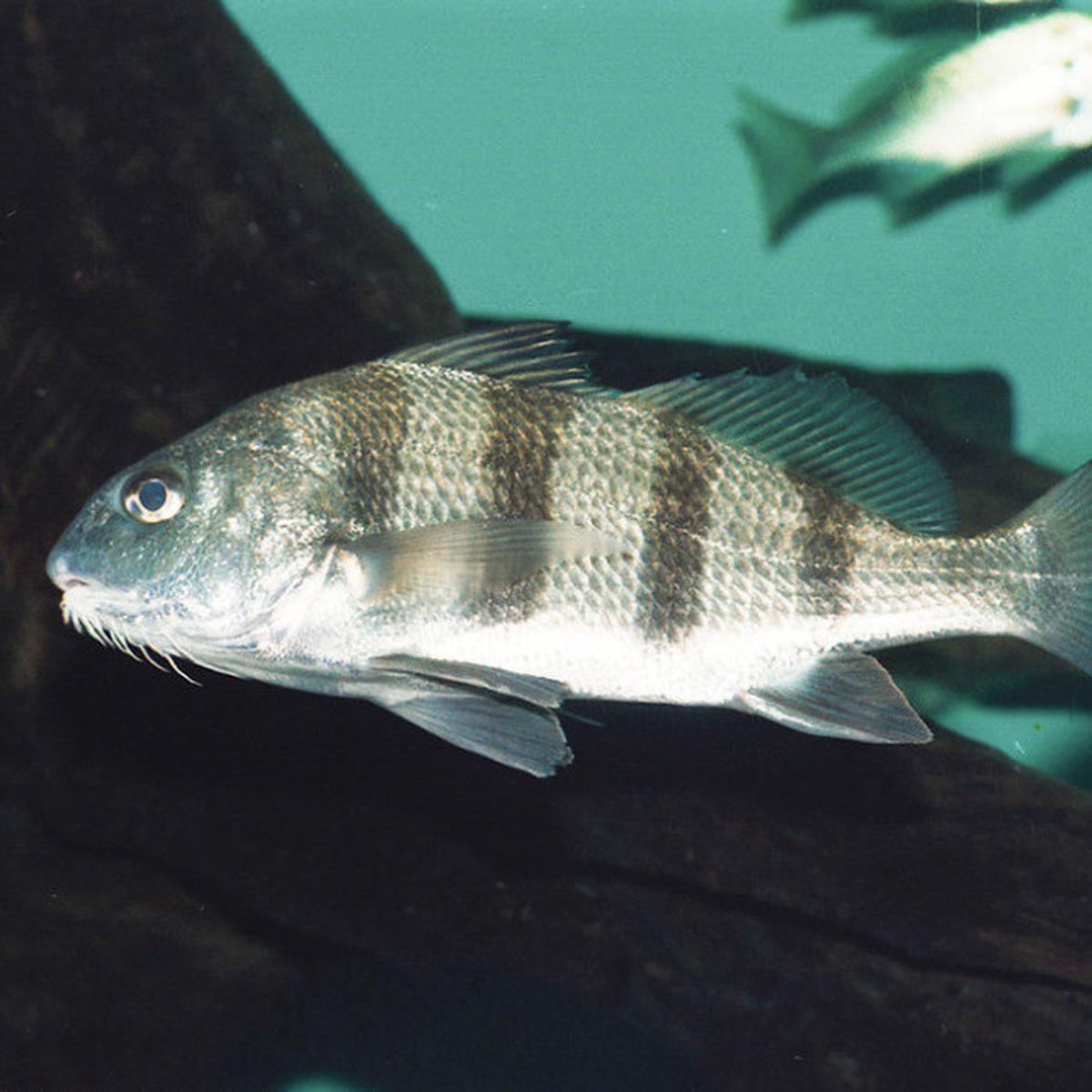 Ilustrasi Ikan Black Drum