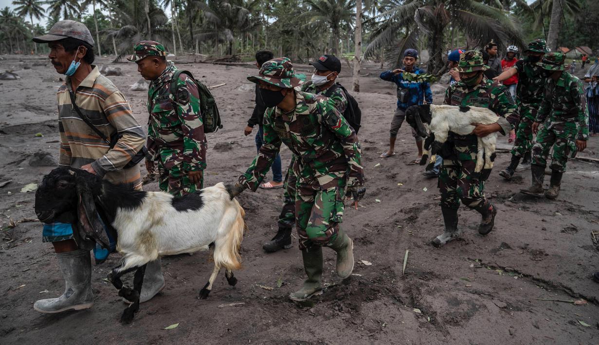 Tim SAR melakukan operasi pencarian korban menyusul letusan Gunung Semeru i desa Sumberwuluh, Lumajang, Jawa Timur, Senin (6/12/2021). Berdasarkan laporan Badan Nasional Penanggulangan Bencana (BNPB), jumlah korban meninggal sampai Minggu sore berjumlah 14 orang. (Juni Kriswanto / AFP)