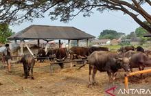 Pemkot Yogyakarta Siapkan Layanan Pemotongan Kurban di RPH Giwangan Selama Empat Hari Idul Adha 1447 H