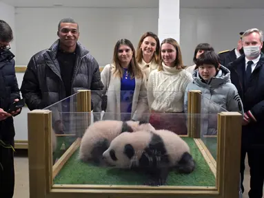 Pemain bola Prancis Kylian Mbappe (kedua kiri) dan juara loncat indah China Zhang Jiaqi (kedua kanan) berpose dengan anak panda di Kebun Binatang Beauval, Saint-Aignan-sur-Cher, Prancis, 18 November 2021. Mbappe dan Jiaqi menjadi wali baptis anak panda, Yuandudu dan Huanlili. (GUILLAUME SOUVANT/AFP)