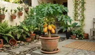 Cara Menanam Pepaya dalam Pot agar Cepat Berbuah, Solusi Kebun Mini