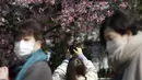Orang-orang yang memakai masker melihat bunga sakura musiman di Taman Ueno, Tokyo, Jepang pada 24 Maret 2022. Taman Ueno merupakan salah satu tempat menikmati mekar Bunga Sakura paling populer di Tokyo. (AP Photo/Eugene Hoshiko)