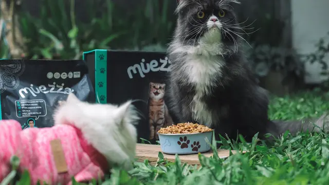 Jarang Rontok, Ini Alasan Bulu Kucing Ragdoll Bertebaran di Sekitar Rumah