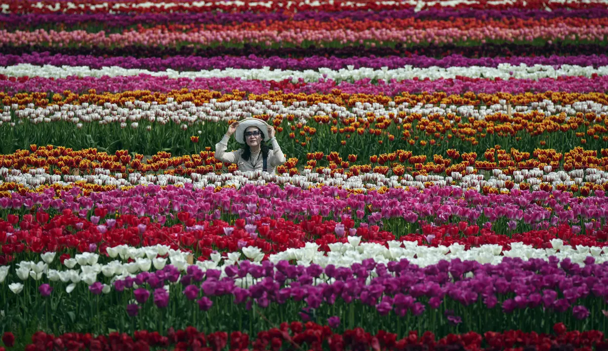 Abbotsford Tulip Festival, yang mengumumkan penutupannya pada tahun 2021, kembali hadir tahun ini karena permintaan yang tinggi dan di lokasi yang baru. (Darryl Dyck/The Canadian Press via AP)