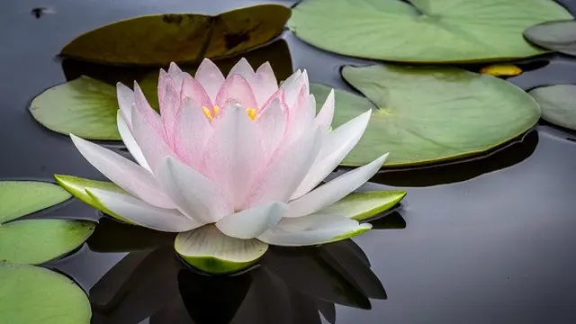 Bunga lotus