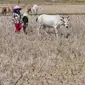 Warga menggembala hewan ternaknya pada sawah yang retak akibat kekeringan di kawasan Weninggalih, Jonggol, Jawa Barat, Selasa, 25 Agustus 2026. (KLY/ Arie Basuki)