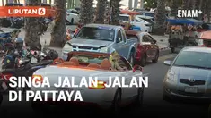 Viral Anak Singa Diajak Jalan-Jalan di Pattaya Thailand, Pemilik Terancam Satu Tahun Penjara