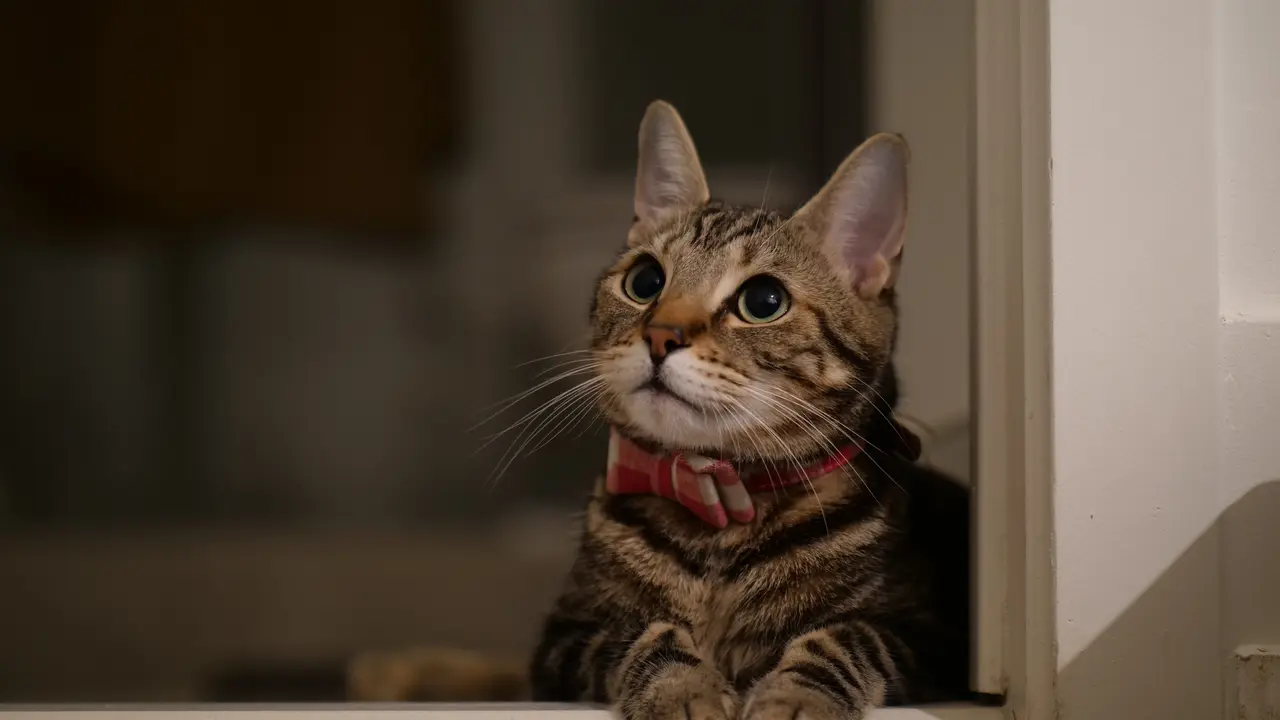 Kucing