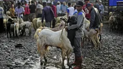 Menurut pedagang setempat, menjelang Hari Raya Idul Adha pasar hewan tersebut kian ramai pembeli. (AP Photo/Dita Alangkara)