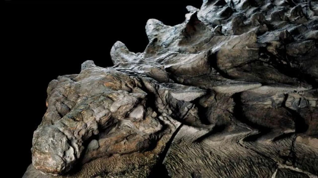 Temuan Dinosaurus Lapis Baja Berusia 110 Juta Tahun, Seperti Apa 