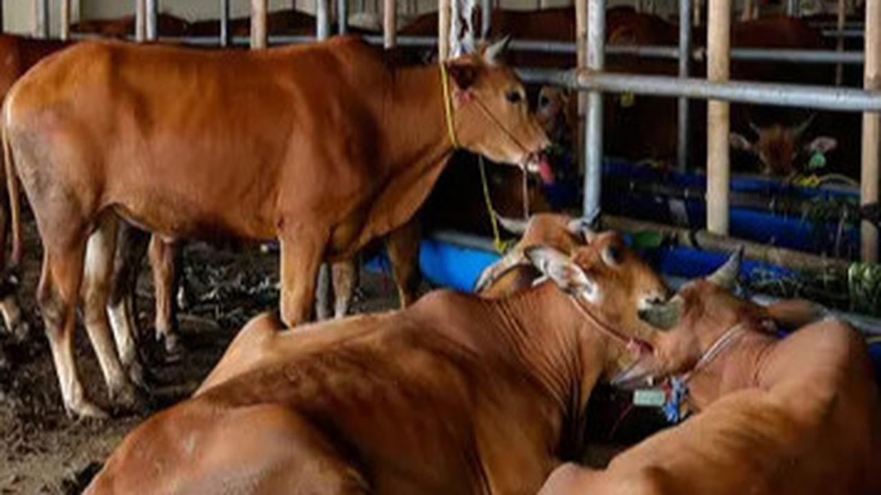 Jangan Hanya Pikirkan Dagingnya, Ketahui Etika Memperlakukan Hewan Kurban