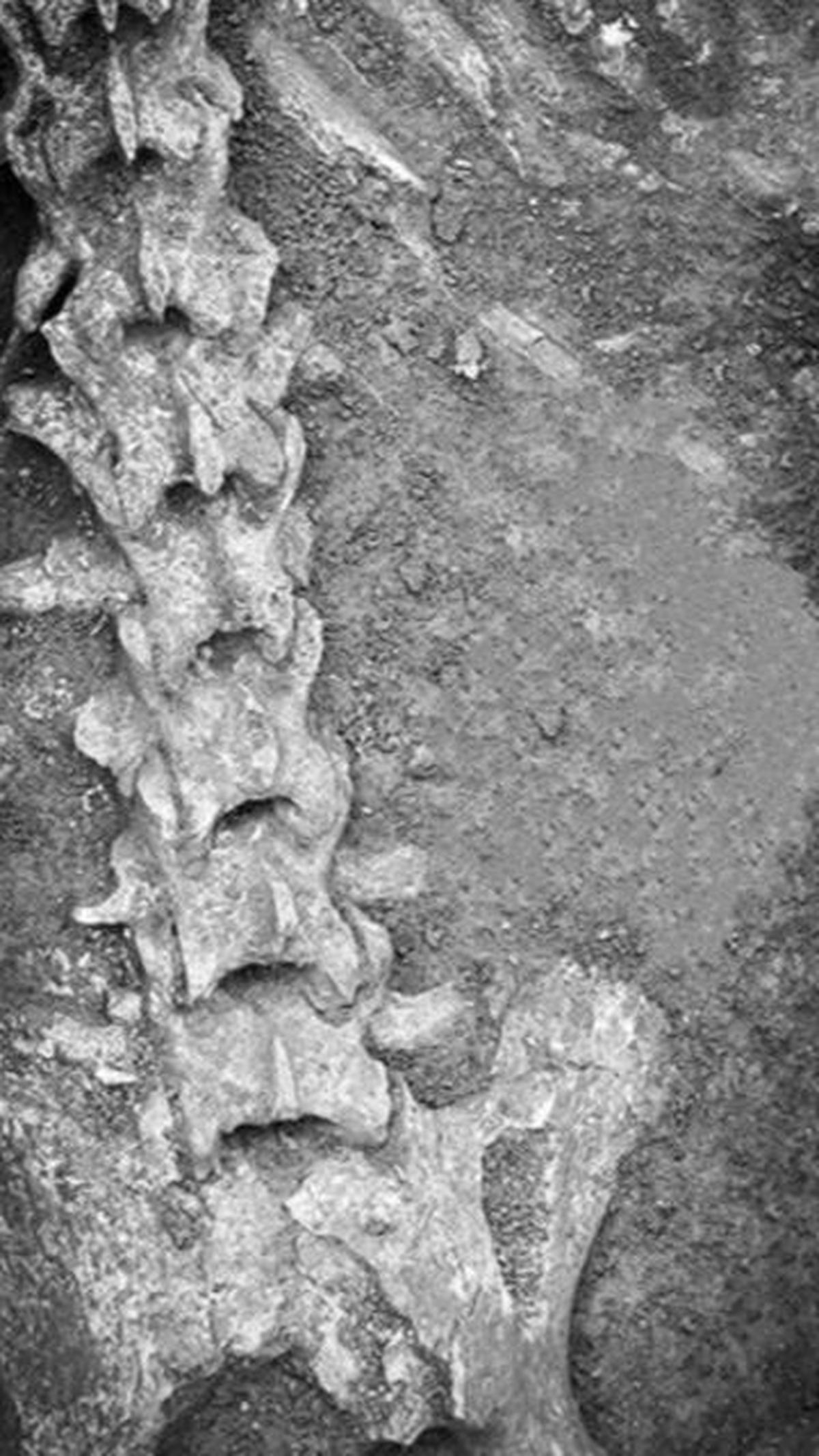 Di dalam makamnya yang berlokasi di Xi'an, China tengah, arkeolog menemukan liang lahat hewan kurban, di mana kerangka panda ditemukan.

Foto: Kerangka panda/Chinese Institute of Archaeology.