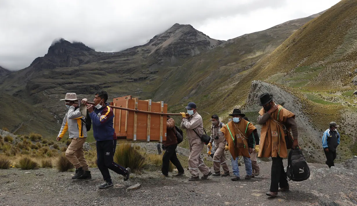 Seekor burung kondor Andes dibawa ke dalam kotak, untuk dilepaskan ke alam liar oleh dokter hewan Bolivia, di pinggiran Choquekhota, Bolivia, Selasa (23/2/2021). Dua burung kondor Bolivia yang terancam punah dilepaskan setelah pulih akibat terjatuh pada Februari. (AP Photo/Juan Karita)