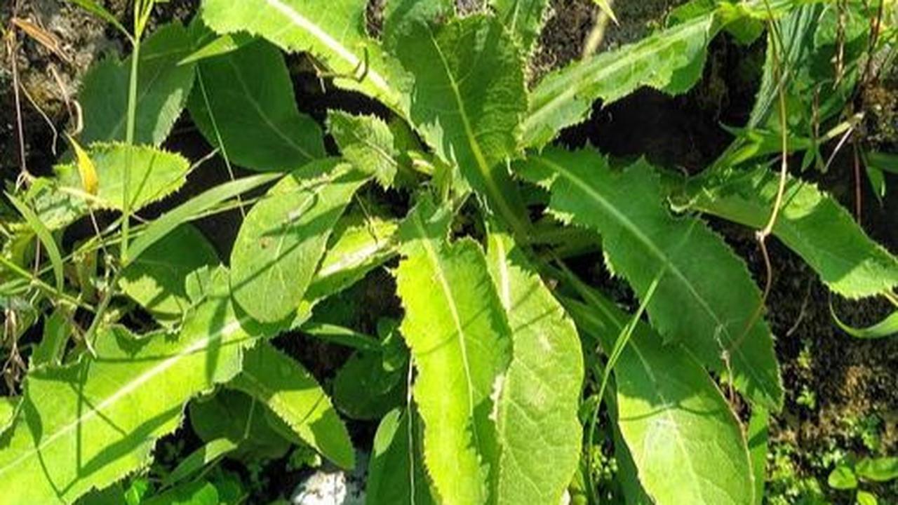 2. Tempuyung