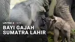Kabar gembira datang dari pusat konservasi gajah di Sumatra Selatan. Seekor gajah Sumatra betina baru saja lahir, dan sekaligus menambah populasi satwa dilindungi.