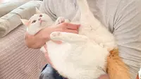 Cara Menunjukkan Kasih Sayang pada Kucing, 6 Hal Ini Perlu Kamu Ketahui!