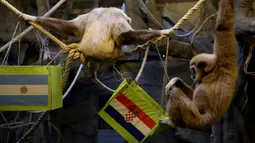 Owa bernama Kent dan kawanannya memilih makanan dari kotak bergambar bendera Kroasia (kanan) dan Argentina untuk memprediksi pemenang pada laga semi final Piala Dunia 2022 di Kebun Binatang Zagreb, Kroasia, Selasa (13/12/2022). Optimisme pihak Kroasia meningkat karena sejauh ini primata tersebut hampir selalu benar. (Denis LOVROVIC/AFP)