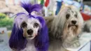 Lowchens Nadia (kiri) dan Soyer diperlihatkan saat bertemu dalam kompetisi Westminster Kennel Club 142nd Annual Dog Show di New York, Amerika Serikat, Sabtu (10/2). Westminster Dog Show merupakan kompetisi tahunan. (AP Photo/Mary Altaffer)