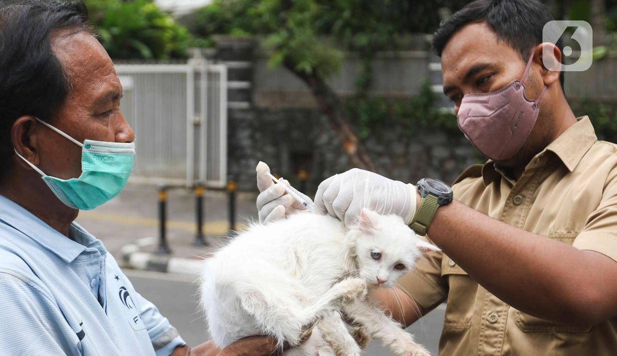 Petugas menyutikan vaksin rabies kepada kucing di Pasar Barito, Jakarta, Senin (28/3/2022). Sudin KPKP Jakarta Selatan melakukan inspeksi kesehatan hewan di Pasar Barito meliputi penyemprotan disinfektan, pemeriksaan kesehatan hewan dan vaksinasi rabies gratis. (Liputan6.com/Herman Zakharia)