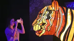 Pengunjung memfoto instalasi harimau Sumatera raksasa saat peluncuran Vivid Sydney, Australia (17/3). Instalasi harimau Sumatera ini merupakan karya seniman Australia Lucy Keeler dan Nicholas Tory. (AFP/William West)