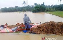 Banjir Aceh Timur Rendam 11.010 Hektare Sawah, Kerugian Capai Rp88 Miliar