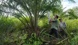 Ratusan Hektare Sawit Ilegal Menggerogoti Jantung Leuser