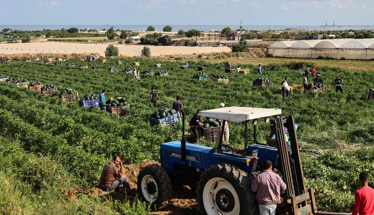 Petani Palestina memetik semangka selama musim panen di tengah pandemi virus corona di Beit Lahia di Jalur Gaza utara dekat perbatasan dengan Israel (18/6/2021). (AFP/Mohammed Abed)