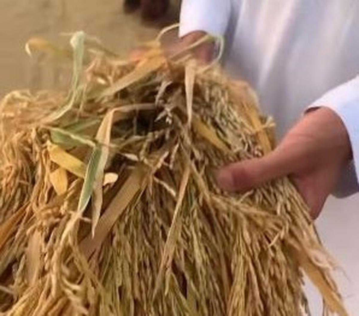 "Padahal, di Arab tidak ada hujan setinggi di Indonesia. Sementara sawah dan ladang butuh pengairan yang banyak," demikian dikutip dari keterangan video.