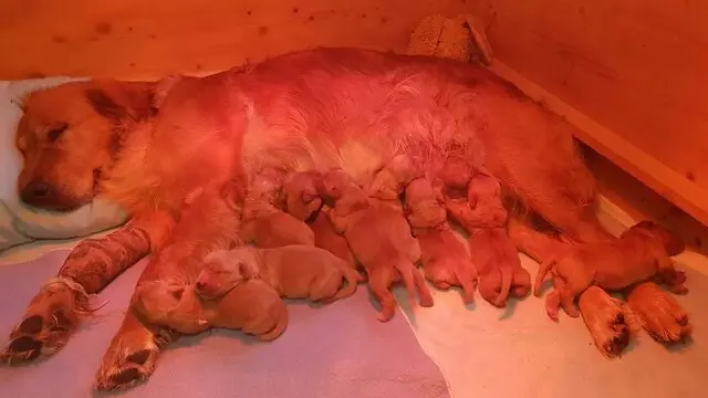 7 Potret Gemas Induk Anjing Saat Menyusui Anak-anaknya, Lucu Banget