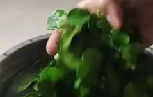 Cara Menyimpan Daun Jeruk Agar Tetap Segar dan Awet Hingga Tiga Bulan