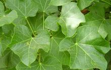Daun Jarak untuk Kesehatan: Cara Merebusnya untuk Mengatasi Gula Darah dan Radang Sendi