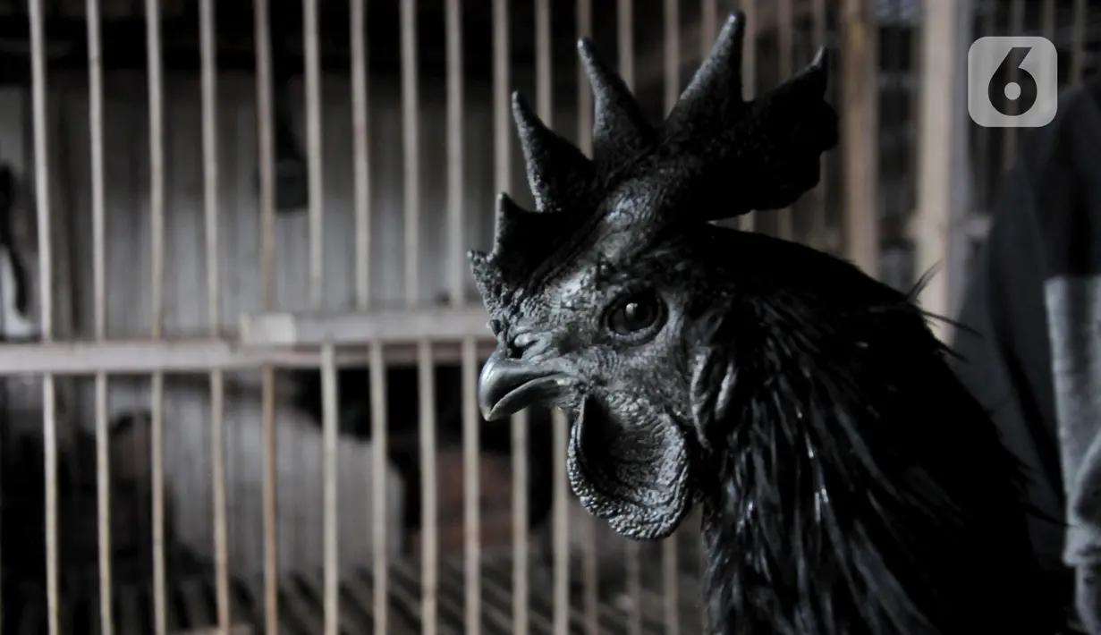 Salah satu ayam Cemani milik Safak (46) di peternakan rumahan kawasan Kedu, Kabupaten Temanggung, Jawa Tengah (27/2/2023). Sebagian warganya berprofesi menjadi peternak, Safak salah satunya. (merdeka.com/Iqbal S Nugroho)