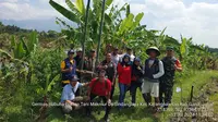 Puluhan Hektare Sawah di Garut Terserang Hama Tikus, Kerugian Capai Rp1,8 miliar