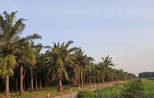 BPDP Siapkan Bantuan Rp1,34 Miliar untuk Tingkatkan Produktivitas Perkebunan Lampung di 2026