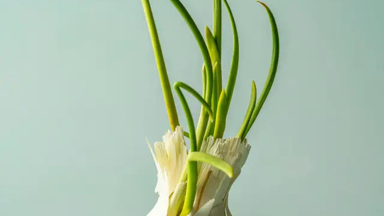 Cara Mengusir Ular di Rumah dengan Bawang Putih, Ternyata Mudah dan Efektif