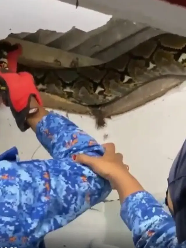 Ular Piton di Tempat Sempit