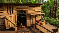 5 Model Kandang Ayam Hemat Biaya Tanpa Semen dan Bayar Tukang untuk Peternak Rumahan