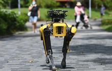 Cetak Sejarah, Robot Anjing Ikut Lomba Maraton Sampai Garis Finis, Tempuh Jarak 42 Kilometer