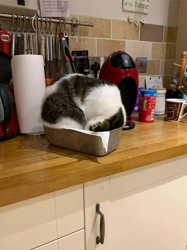 kucing tidur di tempat tak semestinya