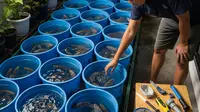 Ide Ternak Ikan Nila di Ember untuk Korban PHK Tanpa Modal Besar dan Lahan Terbatas