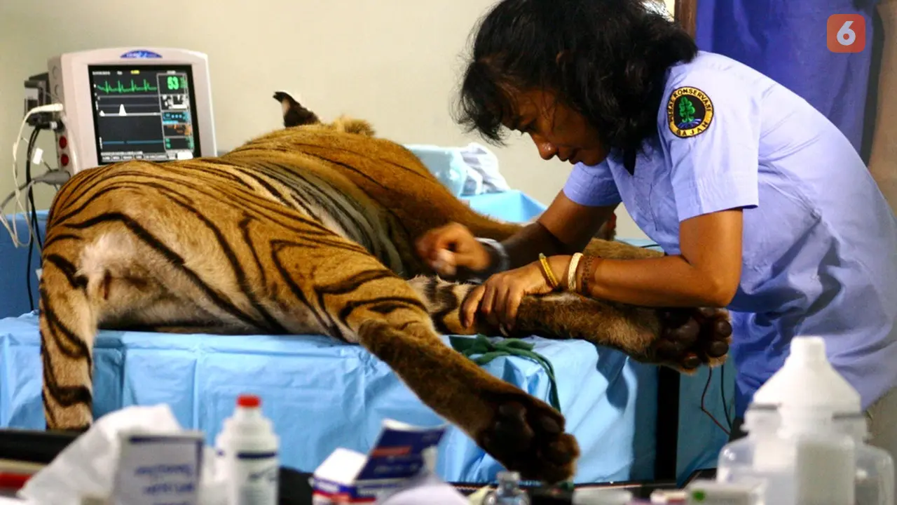 Dokter Yanti Penyelamat Satwa Rimba Sumatera
