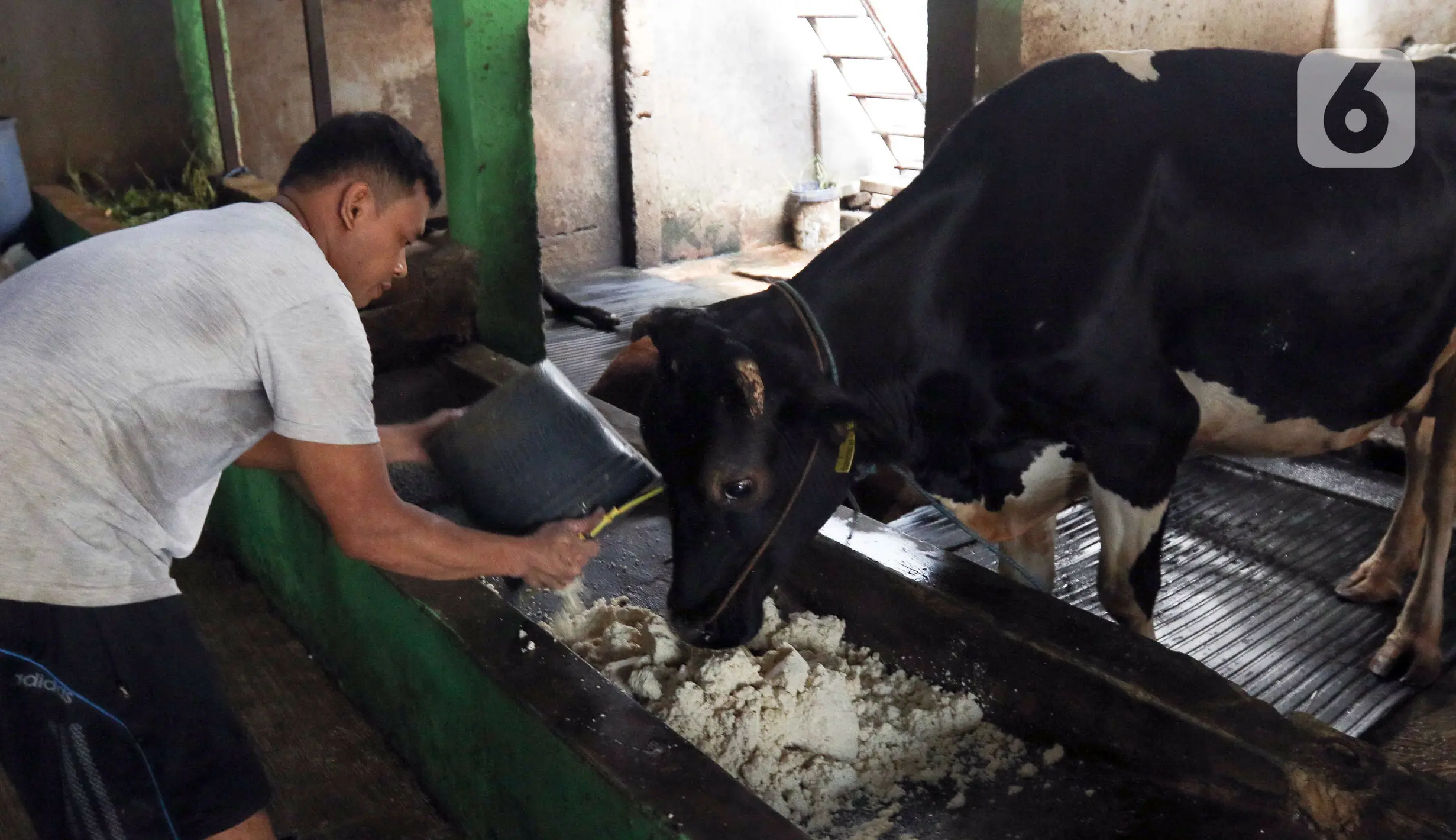 Pemanfaatan Limbah Kotoran Sapi Jadi Biogas Untuk Rumah Tangga Dan