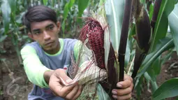 Petani binaan Ewindo memanen jagung saat Expo Nasional Cap Panah Merah di Jawa Barat, Jumat (5/5). Ewindo meluncurkan lima varietas unggul sayuran diantaranya Cabai BAJA F1 dan Tomat OPTIMA F1 yang tahan terhadap virus Gemini.(Liputan6.com/Istimewa)