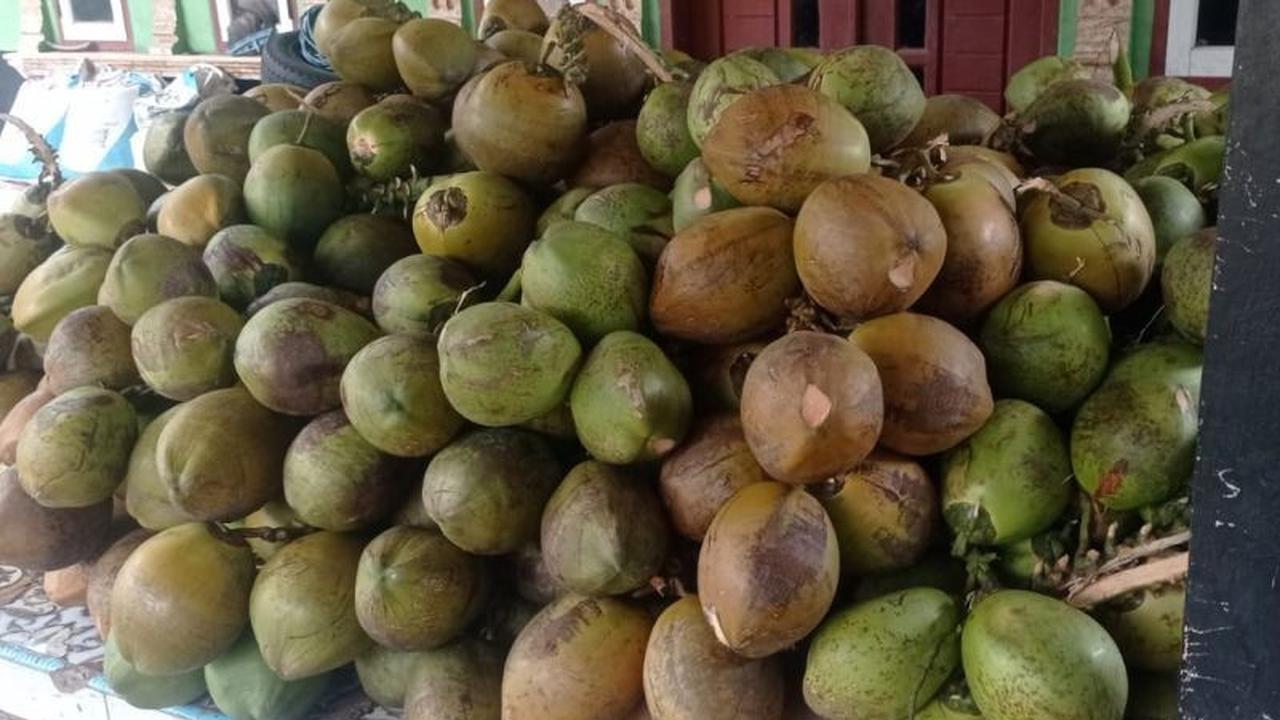 Permintaan Kelapa Muda Lebak Melonjak Jelang Ramadhan 2026, Petani Raih Berkah