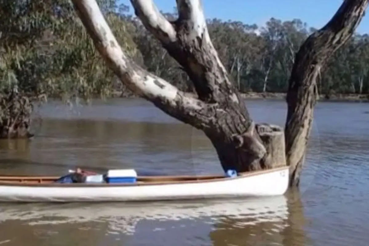 Koala yang jadi viral. (Vimeo/Chris Townsend)